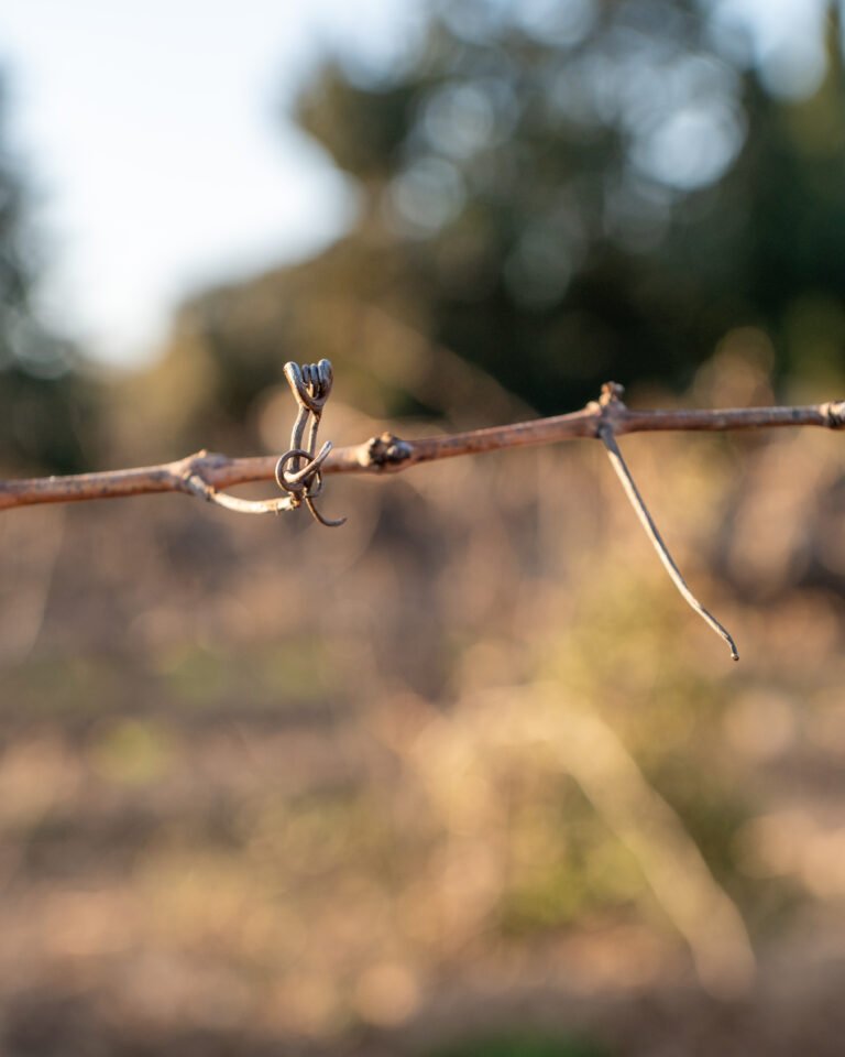 Le Vignoble en Hiver : au rythme de la saison