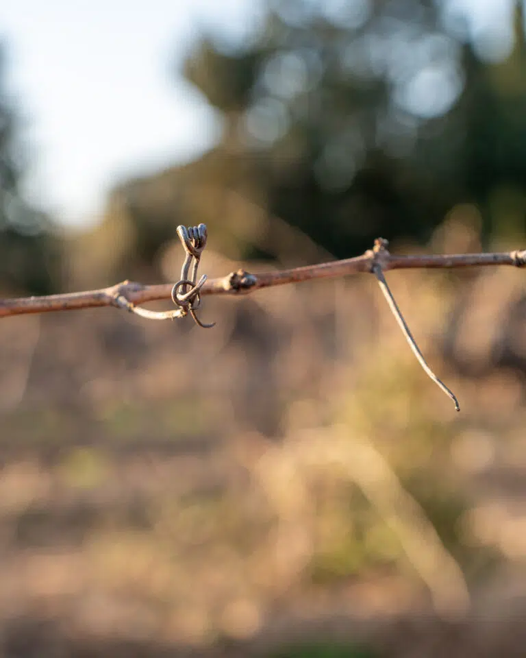 Le Vignoble en Hiver : au rythme de la saison